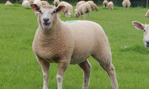 BreedforCH4ange sheep in field